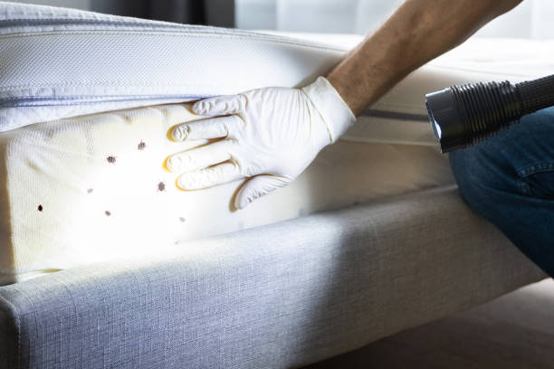 Best Mosquito Control Services  in Brevard, NC