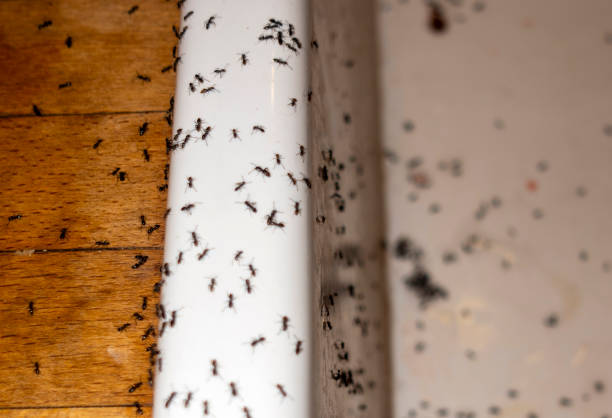 Best Affordable Pest Control Services  in Brevard, NC