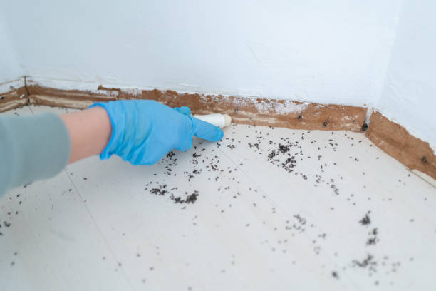 Best Pest Control Near Me  in Brevard, NC